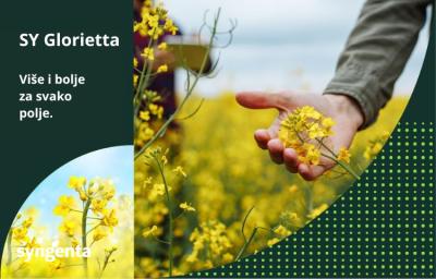 SY Glorietta, uljana repica Syngenta