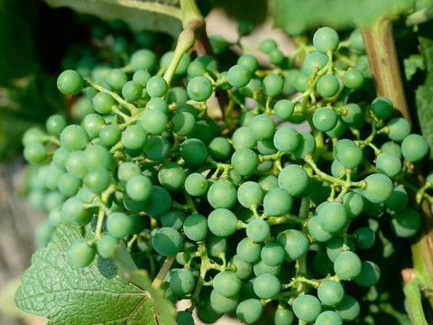 zaštita vinograda tijekom srpnja