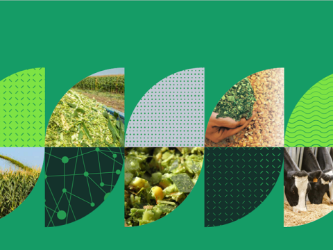 Syngentini silažni hibridi kukuruza_2