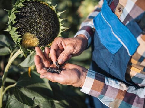 Syngenta suncokret