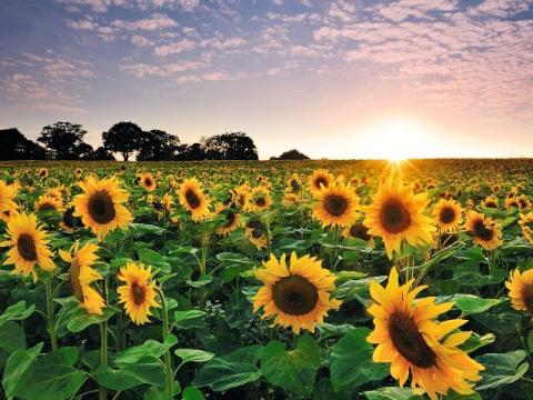 Syngenta suncokret