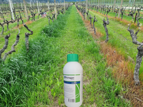 Ouragan_herbicid_zastita_vinograd_25