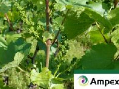 zaštita vinograda početkom svibnja