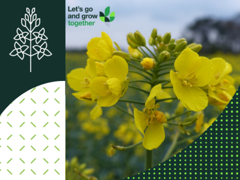 Syngenta uljane repice
