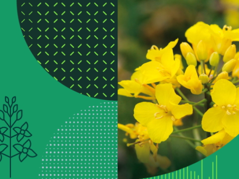 Syngenta uljane repice