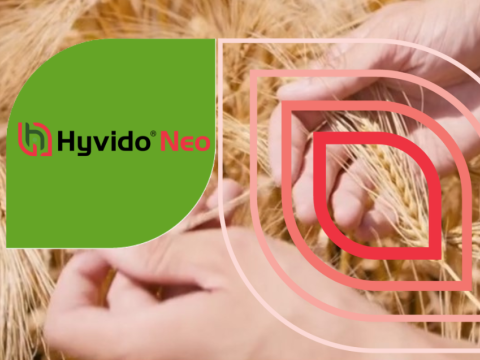 Hyvido Neo hibridni ječam