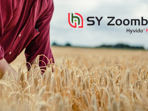Hibridni ječam SY Zoomba