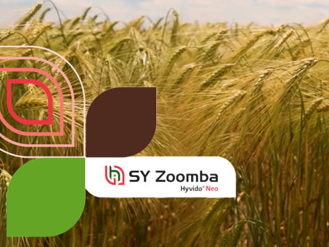 Virus žute patuljavosti ječma_ne i za SY Zoomba