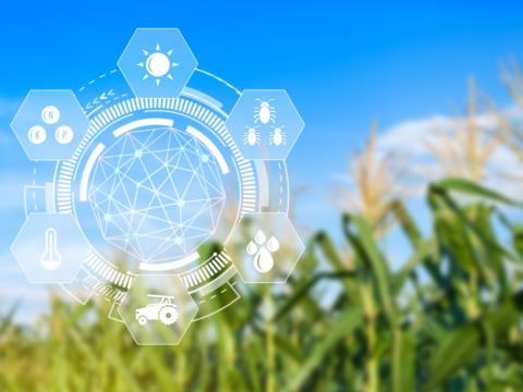 Syngenta hibridi kukuruza - ilustracija napredne tehnologije uzgoja i stručne podrške na poljoprivrednom polju