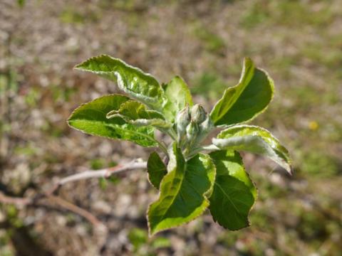 Zaustavite krastavost jabuke na početku vegetacije