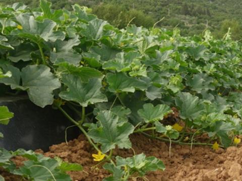 VIVA® aktivira mikrobiološku aktivnost tla i potiče razvoj snažnog i razgranatog korijena