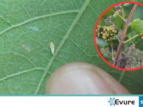 Ličinka američkog cvrčka (Scaphoideus titanus) na listu vinove loze