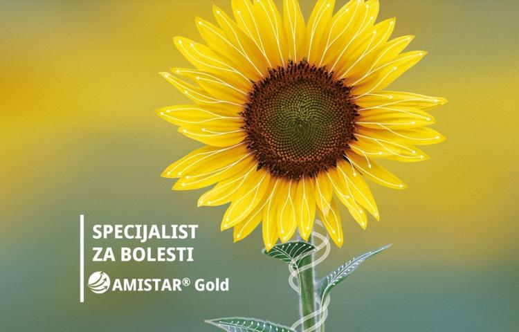 AMISTAR Gold snažna zaštita uljarica od bolesti