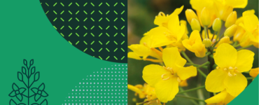 Syngenta uljane repice