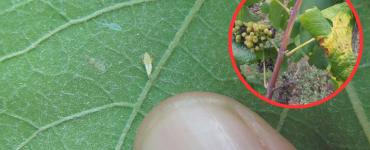 Ličinka američkog cvrčka (Scaphoideus titanus) na listu vinove loze