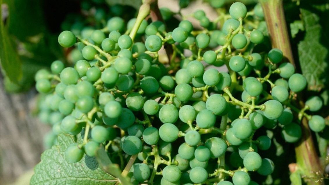 zaštita vinograda tijekom srpnja