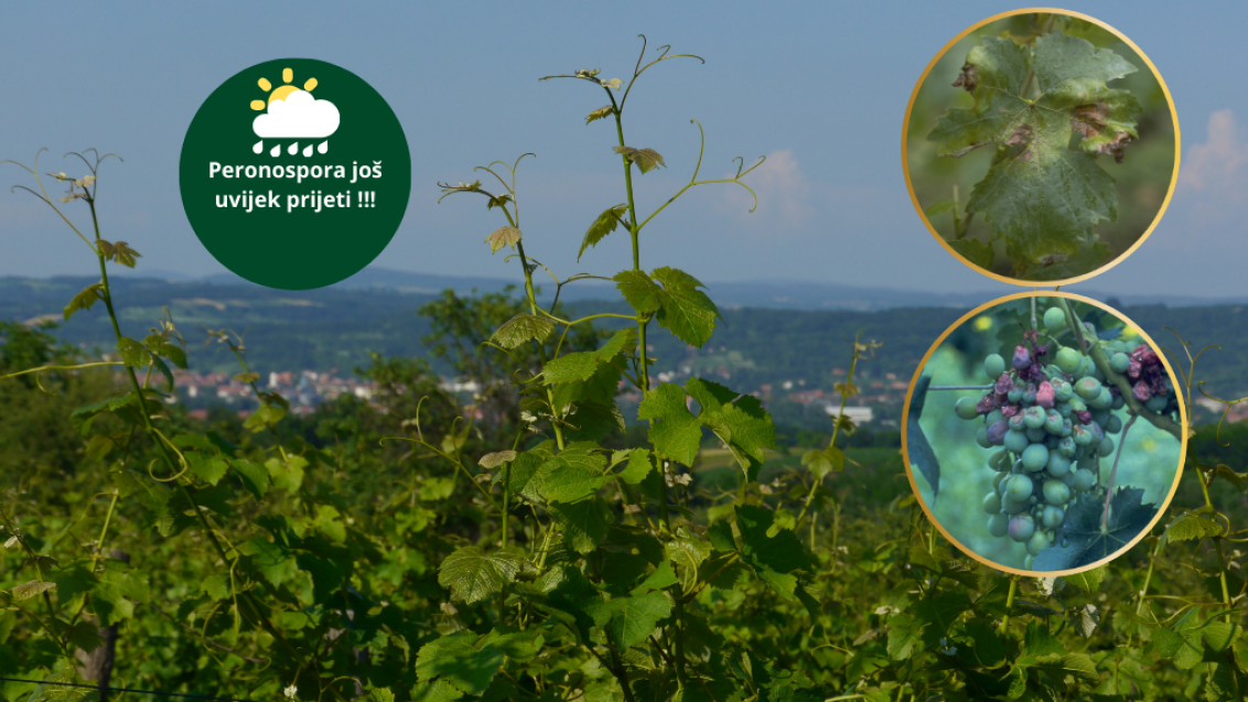 zaštita vinograda krajem lipnja i početkom srpnja