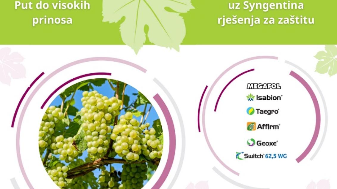 Zaštita vinograda pred berbu