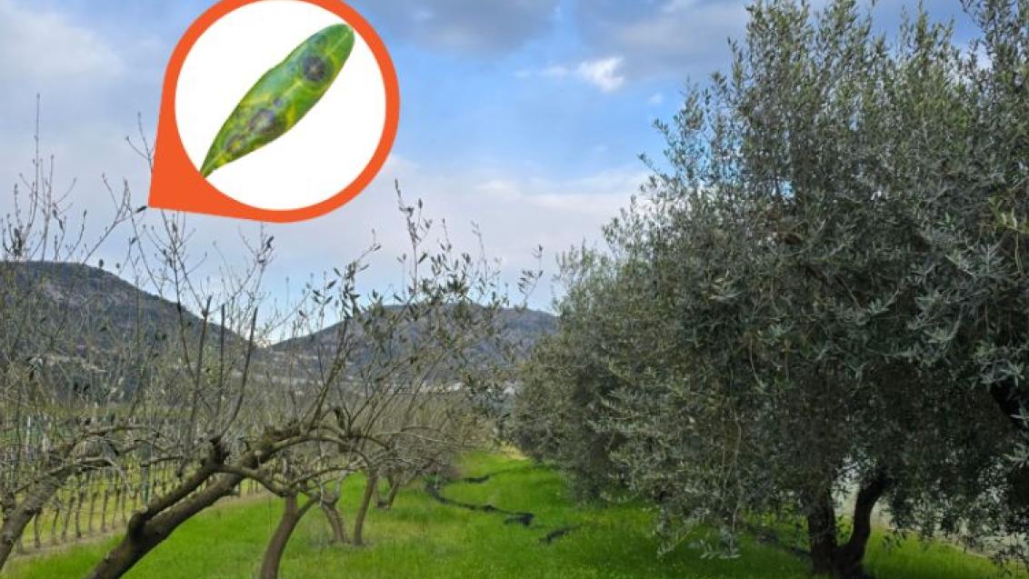 paunovo oko