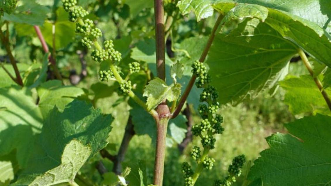 Zastita vinograda početkom svibnja