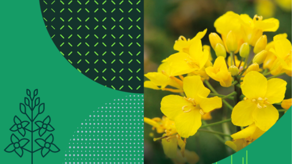 Syngenta uljane repice