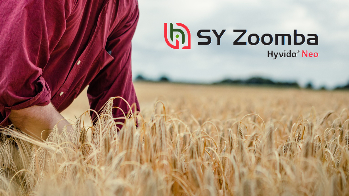 Hibridni ječam SY Zoomba
