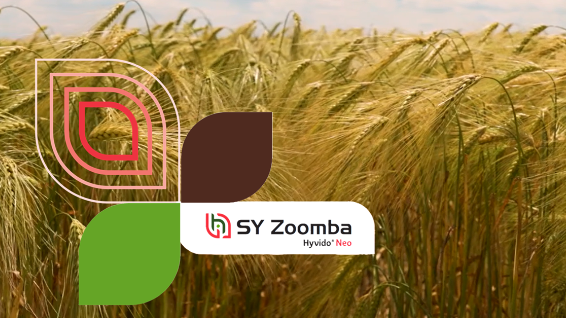 Virus žute patuljavosti ječma_ne i za SY Zoomba