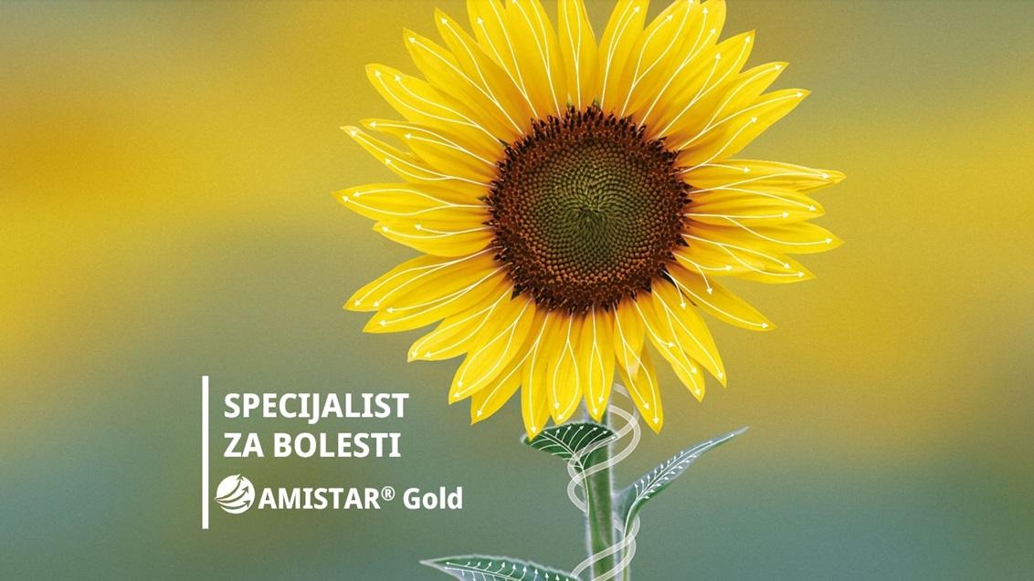 AMISTAR Gold snažna zaštita uljarica od bolesti