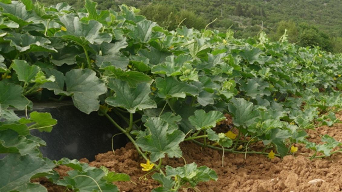 VIVA® aktivira mikrobiološku aktivnost tla i potiče razvoj snažnog i razgranatog korijena
