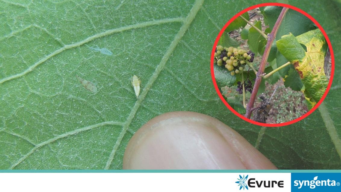 Ličinka američkog cvrčka (Scaphoideus titanus) na listu vinove loze