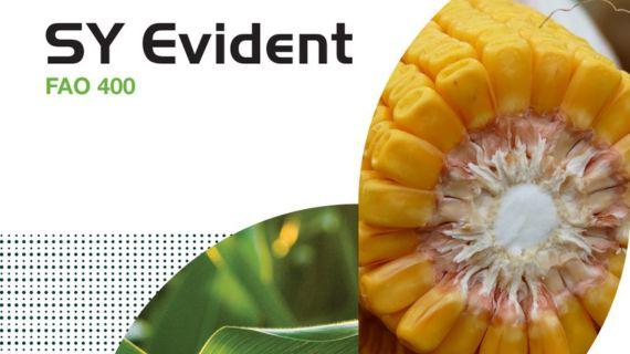 Syngenta hibridi kukuruza