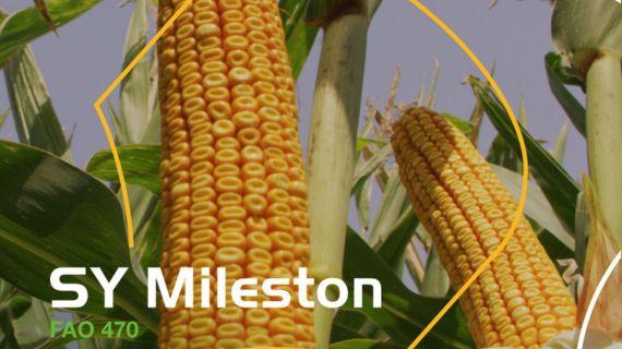 Syngenta hibridi kukuruza