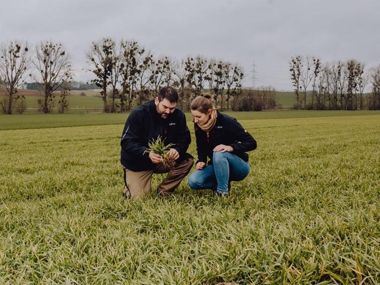 Agronomi u obilasku polja Hyvido provjeravaju stanje Hyvido usjeva