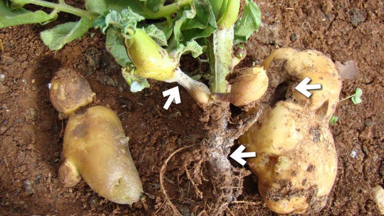 Rhizoctonia solani krumpira