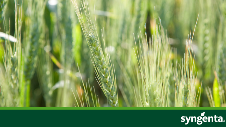 Seme Repice Sjeme uljane repice i žitarica tizer | Syngenta