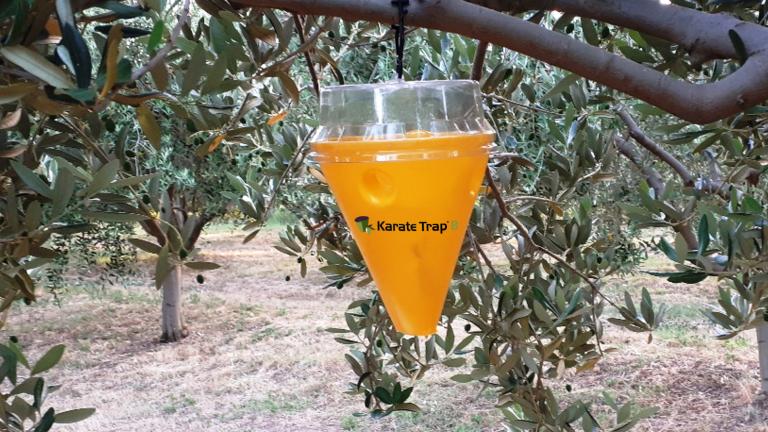Karate trap u masliniku