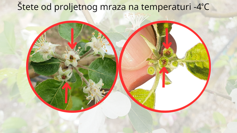 štete od proljetnog mraza na jabuci