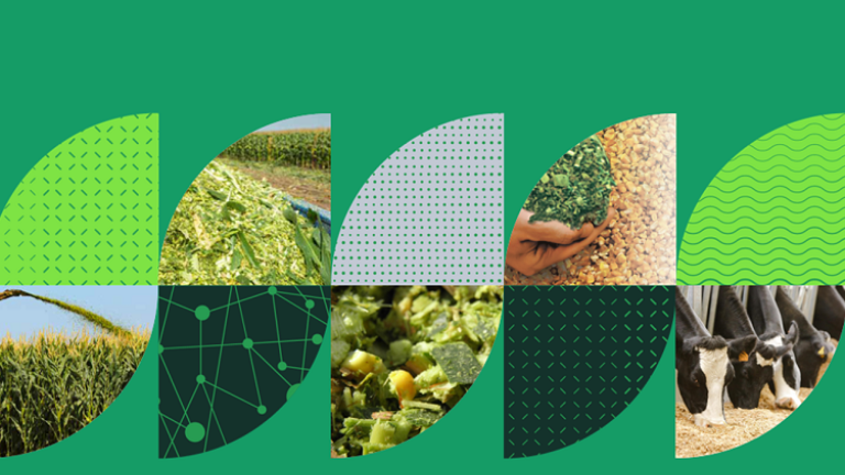 Syngentini silažni hibridi kukuruza_2