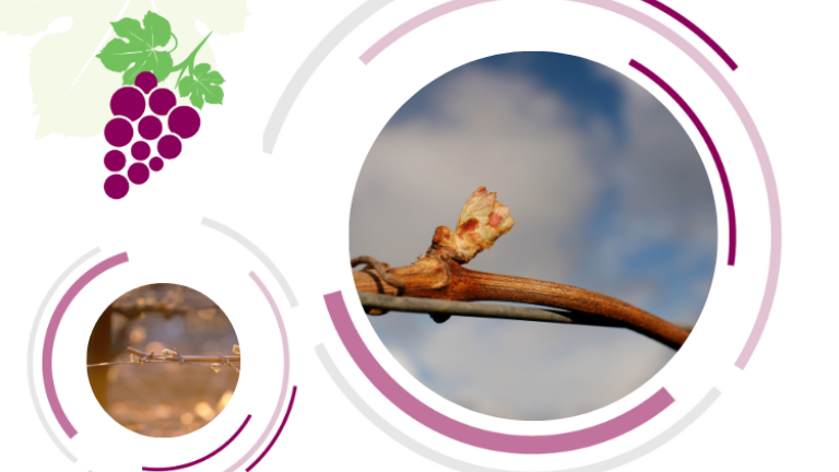 zaštita loze na početku vegetacije
