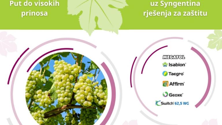 Zaštita vinograda pred berbu