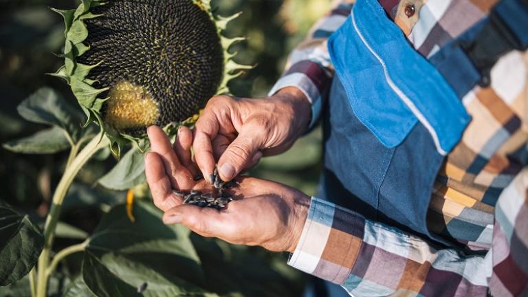 Syngenta suncokret