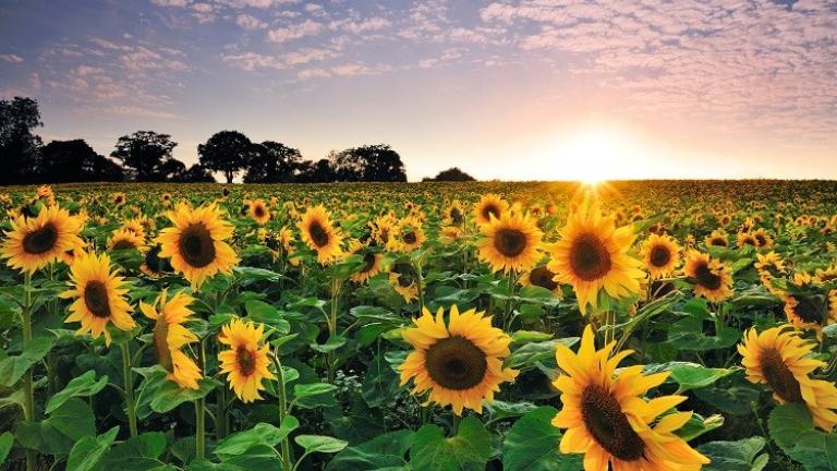 Syngenta suncokret