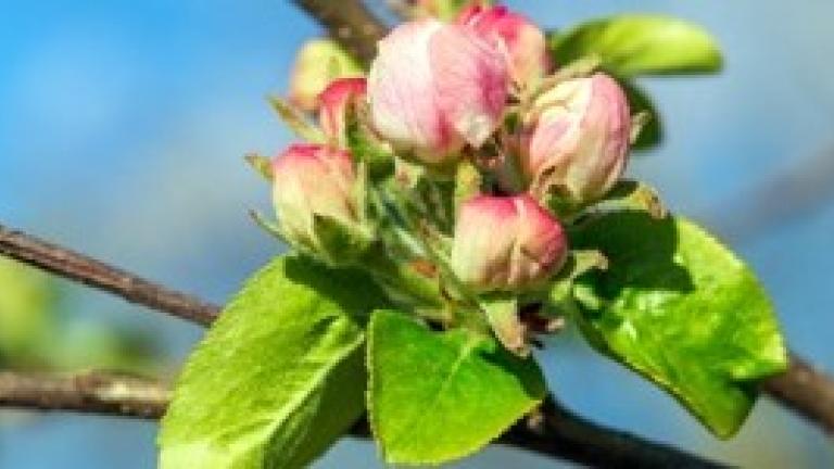 jabuka_news_pocetak_vegetacije_do_kraja_cvatnje_25