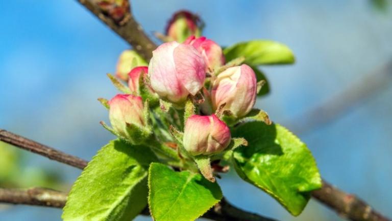 jabuka_news_pocetak_vegetacije_do_kraja_cvatnje_25