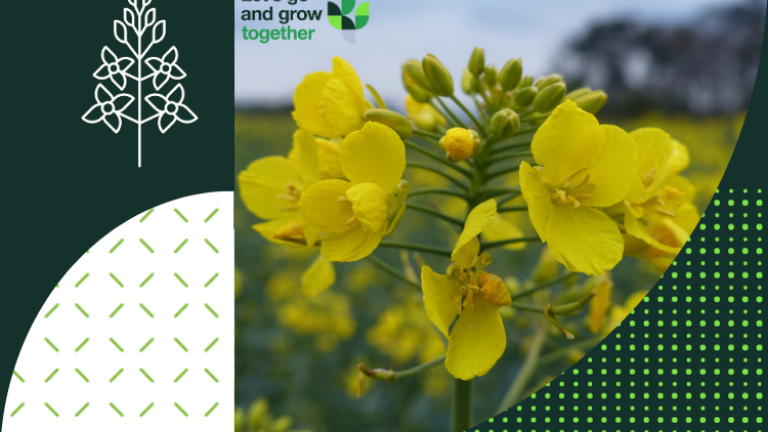 Syngenta uljane repice