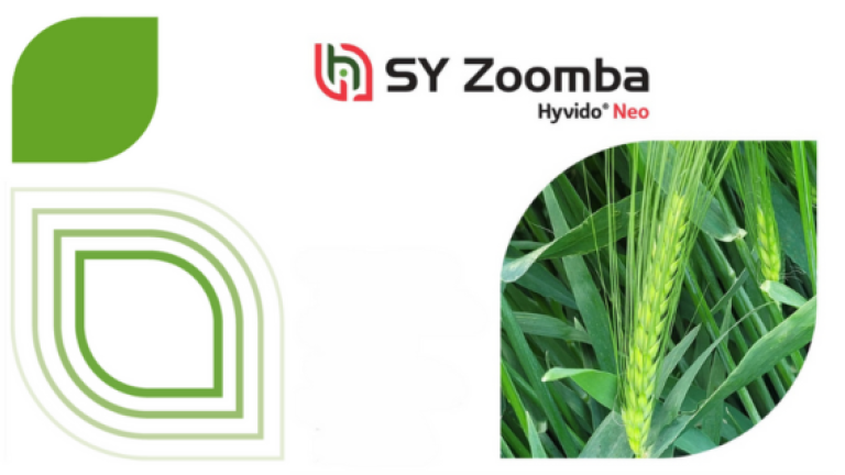 SY Zoomba