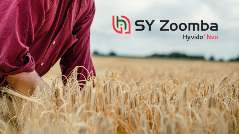 Hibridni ječam SY Zoomba