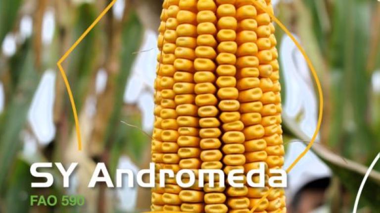 Syngenta hibridi kukuruza