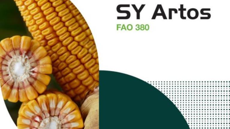 Syngenta hibridi kukuruza