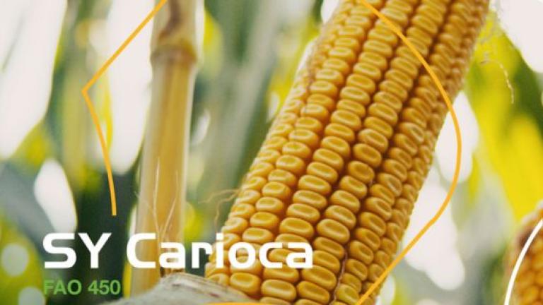 Syngenta hibridi kukuruza